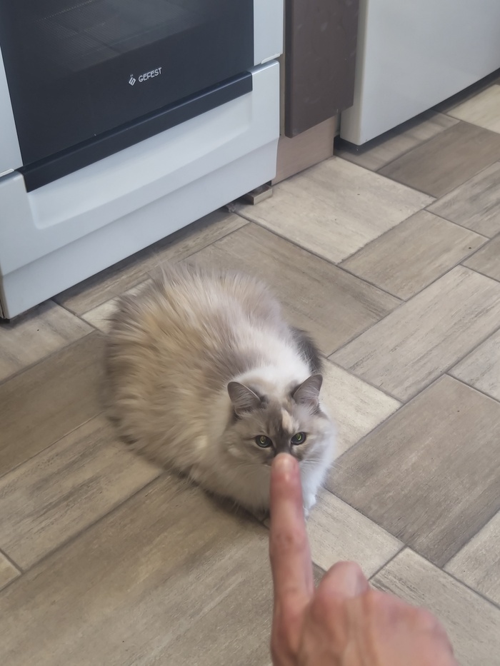 Но но но мистар кот
