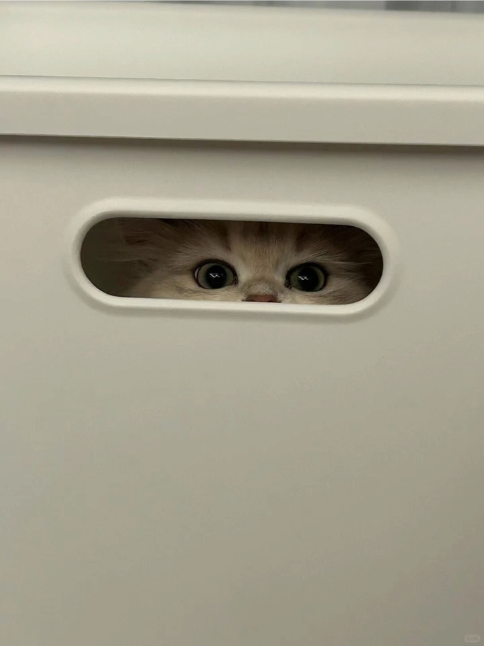 Кот дня