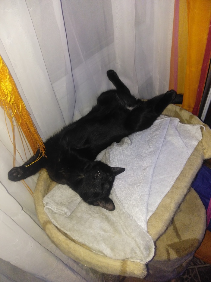 Кот. Ещё маленький