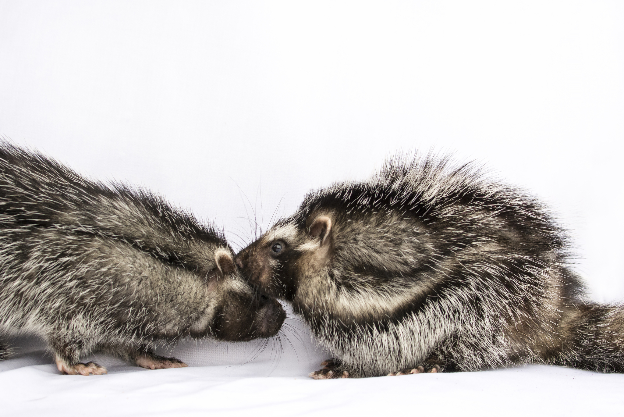 The Heart-Stopping Hamster - Series Did you know , My, Biology, Informative, Facts, Nature, Animals, Nauchpop, In the animal world, Amazing, Astonishment, Mammals, Rodents, Hamster, Longpost