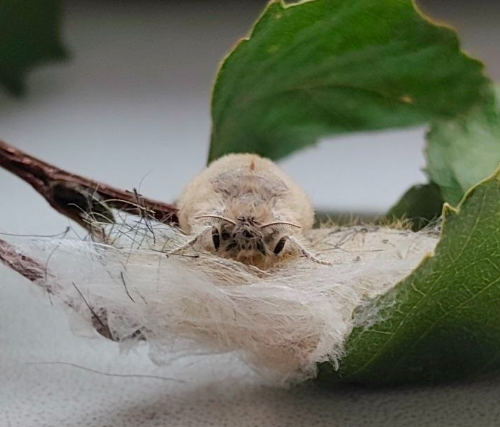 Continuation of the post An Unusual Guest - My, Survey, Experiment, Biology, Caterpillar, Growing, Longpost, Reply to post