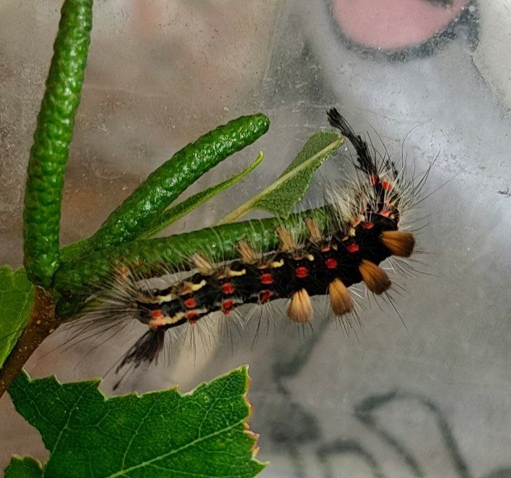 Continuation of the post An Unusual Guest - My, Survey, Experiment, Biology, Caterpillar, Growing, Longpost, Reply to post