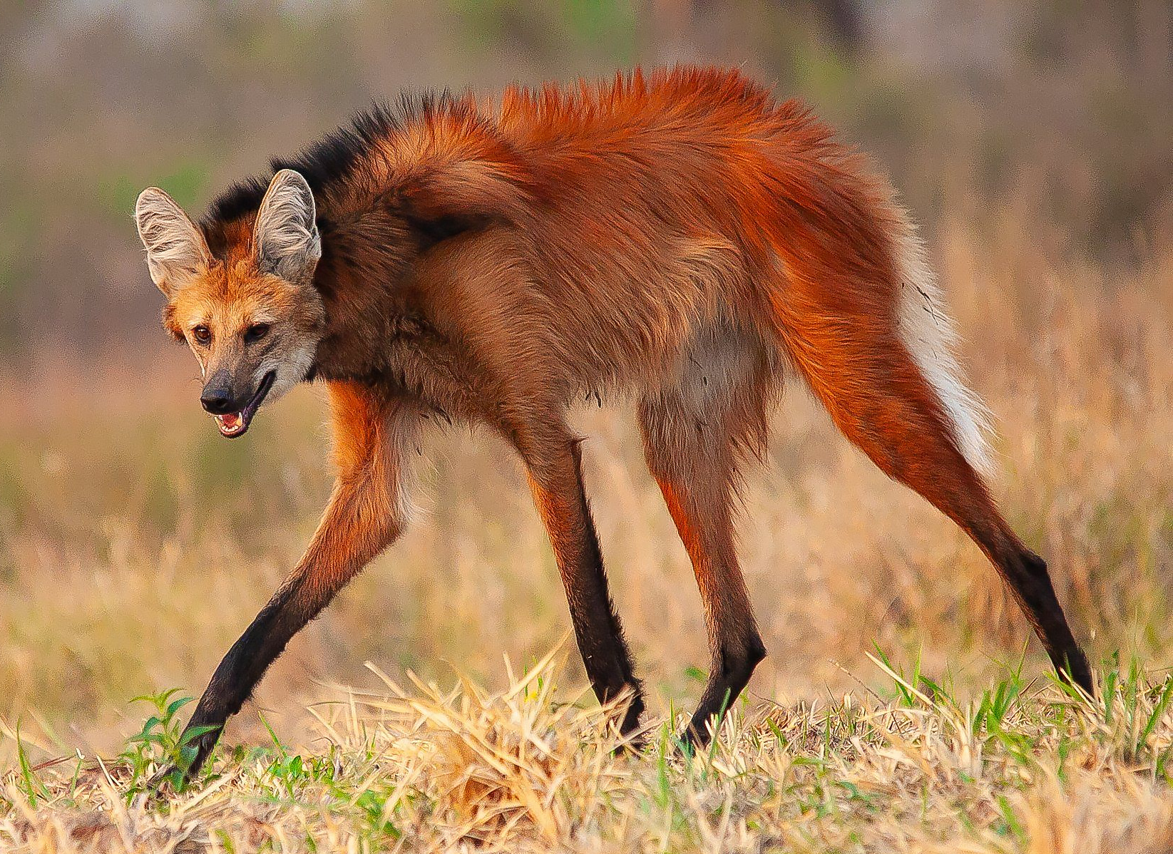 School Facts: Guar Bonus - Series School facts, My, Biology, Informative, Facts, Nature, Animals, Nauchpop, In the animal world, Amazing, Astonishment, Mammals, Predatory animals, Canines, Wolf, Video, Vertical video, Short videos, Longpost