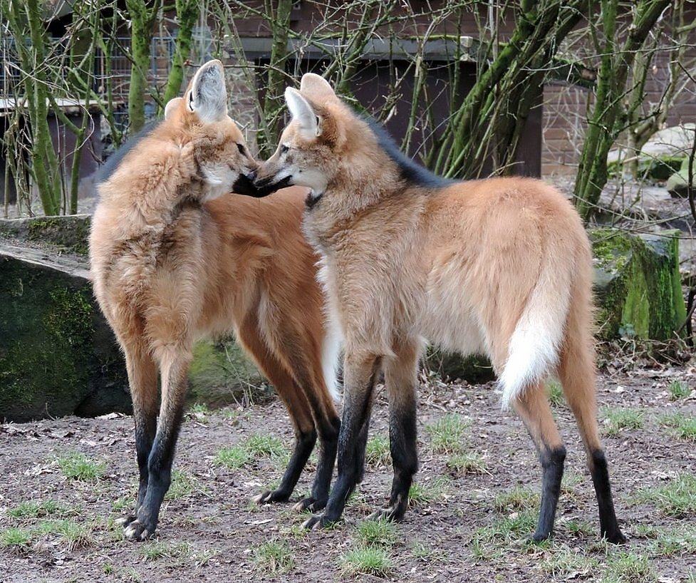 School Facts: Guar Bonus - Series School facts, My, Biology, Informative, Facts, Nature, Animals, Nauchpop, In the animal world, Amazing, Astonishment, Mammals, Predatory animals, Canines, Wolf, Video, Vertical video, Short videos, Longpost