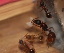 Myrmica sp. ��������� �������