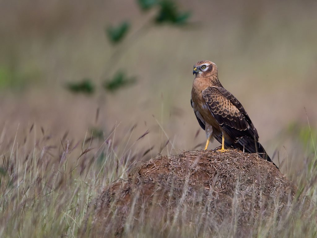 Montagu's harrier single-handedly rebounds in Britain - Series Predator birds, meadow harrier, Hawks, Birds, Predator birds, Wild animals, Great Britain, The only one, Protection of Nature, Red Book, Rare view, wildlife, Chick, Nesting, Harrier (bird), Longpost