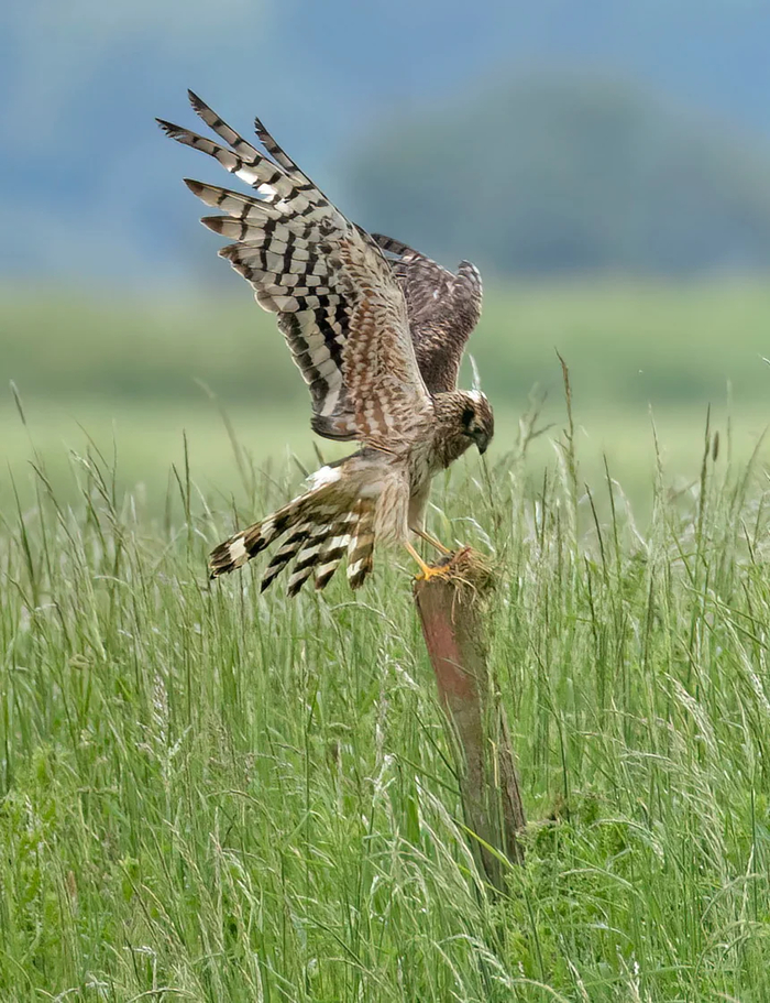 Одна из самок лугового луня AU. Фото: Грэм Кэтли / RSPB