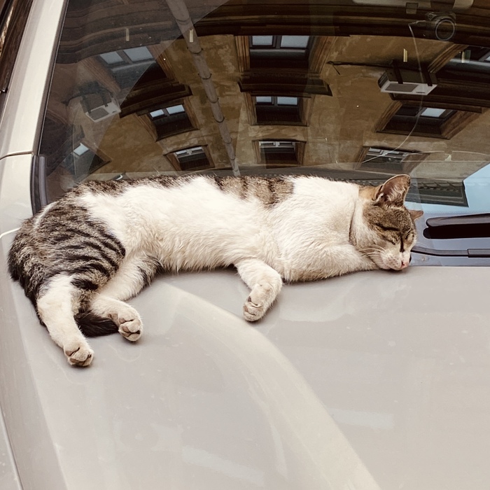 Кот