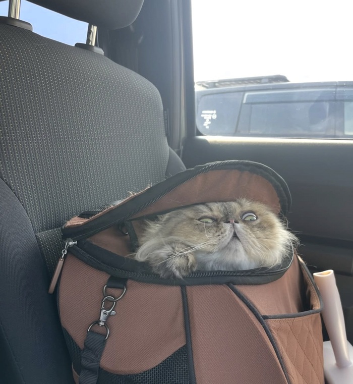 Кот дня