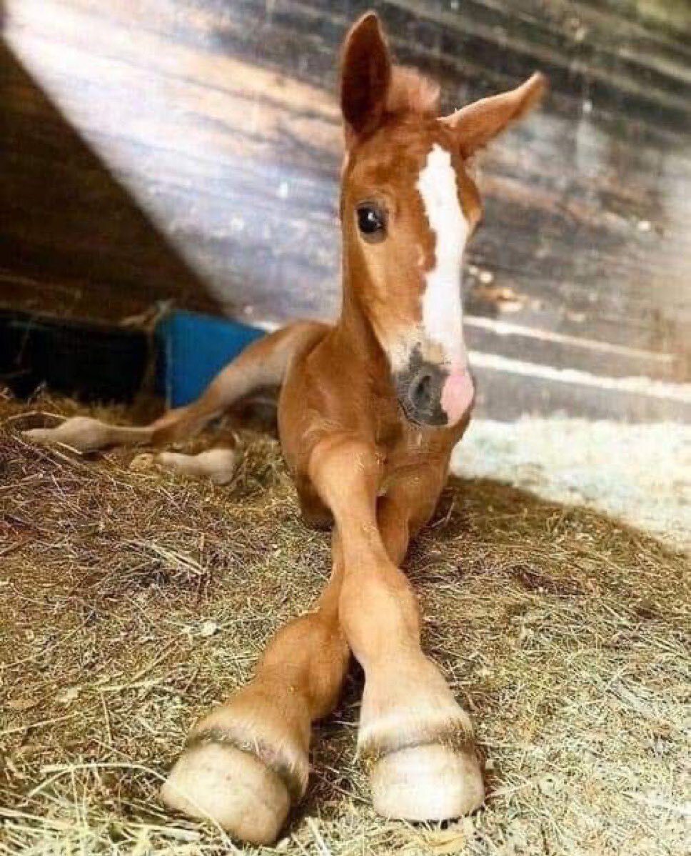 Foal - My little pony, Original character, Foal, Longpost