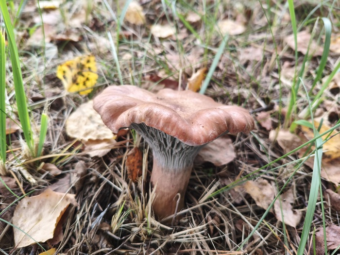ПРЕДПОЛОЖИТЕЛЬНО, ЕСТЬ СОМНЕНИЯ! Мокруха розовая (лат. Gomphidius roseus)