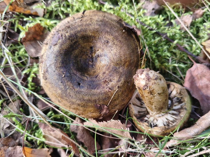 Чёрный груздь (латинское название Lactarius necator или Lactarius turpis)