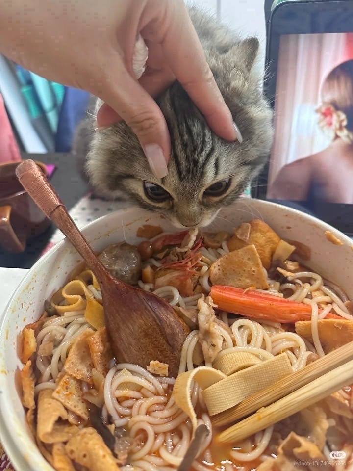 What's there to eat? - cat, Food, Curiosity, Plate, Longpost, A selection, The photo