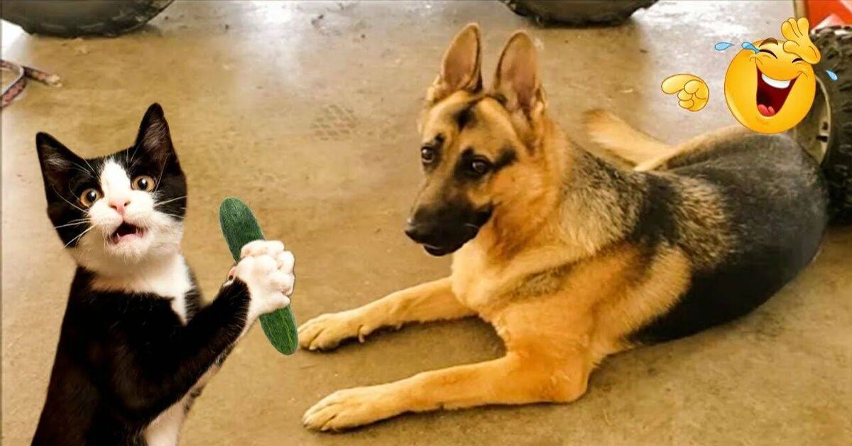 Funny and amusing animals))) - Humor, Rutube, cat, Dog, Animals, Pets, Cats and dogs together, Kittens, Paws, Milota, Video
