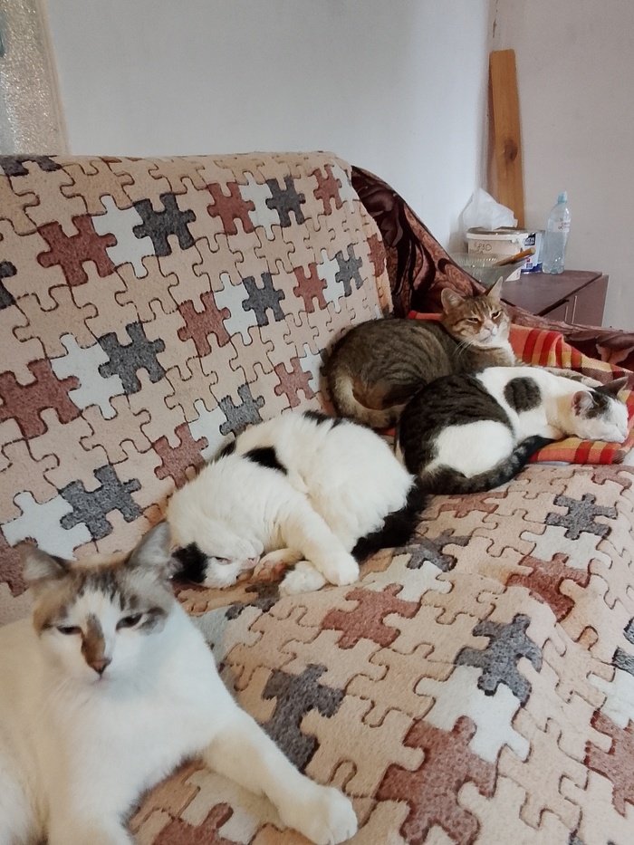 Моя котобратия прячется от дождя