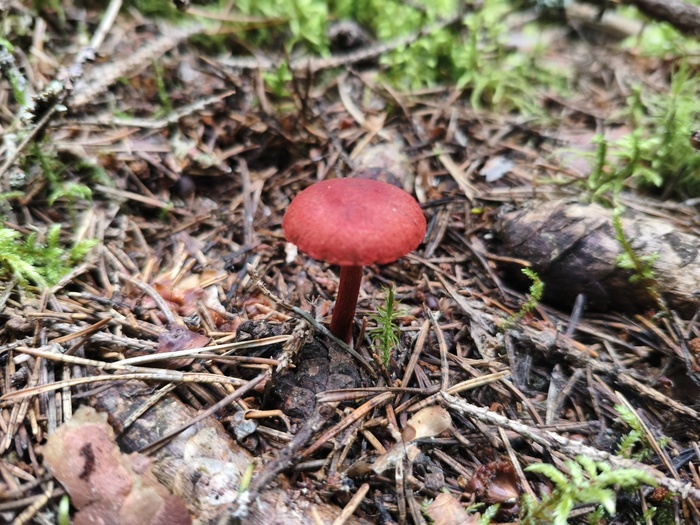 ��������� �������-������� (���. Cortinarius sanguineus)