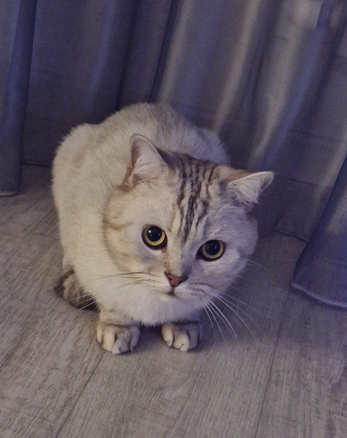 Кот Барсентий Укусов