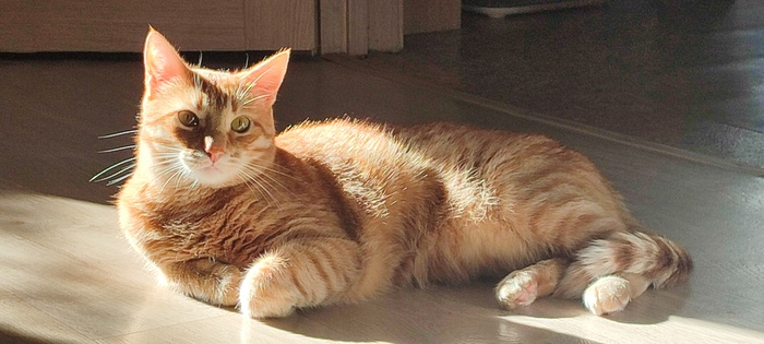 Мой котик
