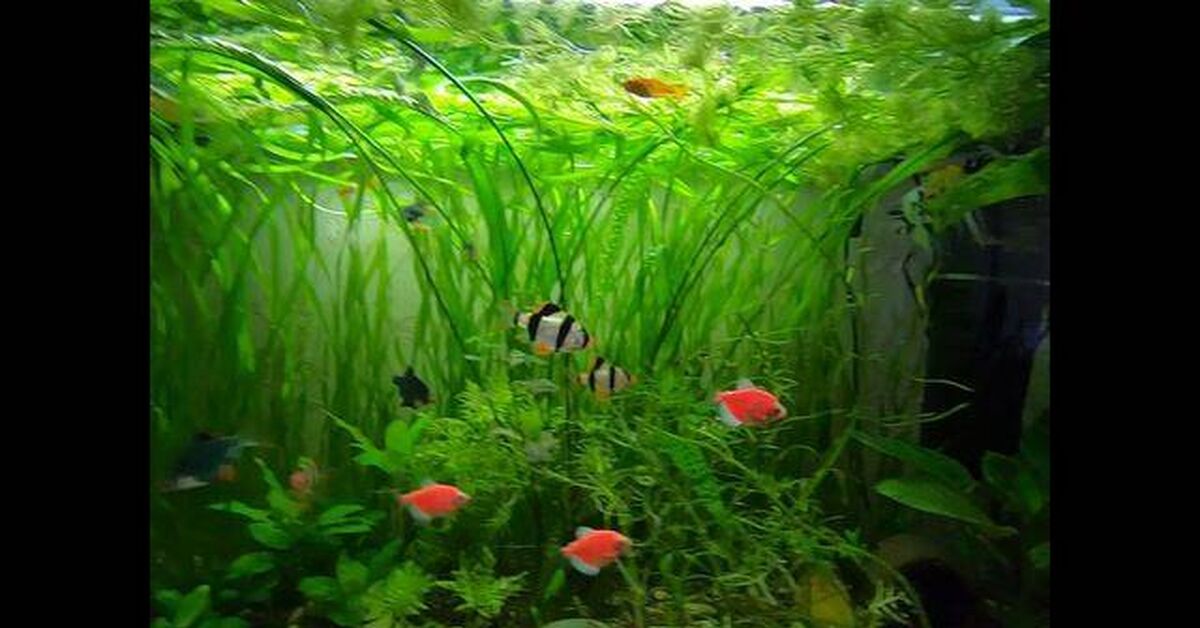 Aquarium. Sumatran barbs - Series Underwater world, My, Aquarium, Aquarium, Barbs, Aquarium fish, Video, Rutube