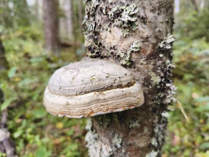 Трутовик настоящий (лат. Fomes fomentarius)