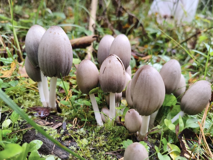 Навозник серый (Coprinopsis atramentaria, ранее Coprinus atramentarius)