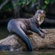 ����� ����� ������ ���� �����������
