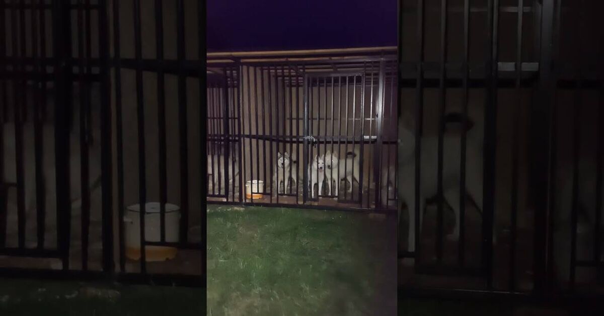 Satisfied residents - My, Milota, Dog, Husky, Feeding, Aviary, Czechoslovak Vlcak, Video, Youtube, Short videos