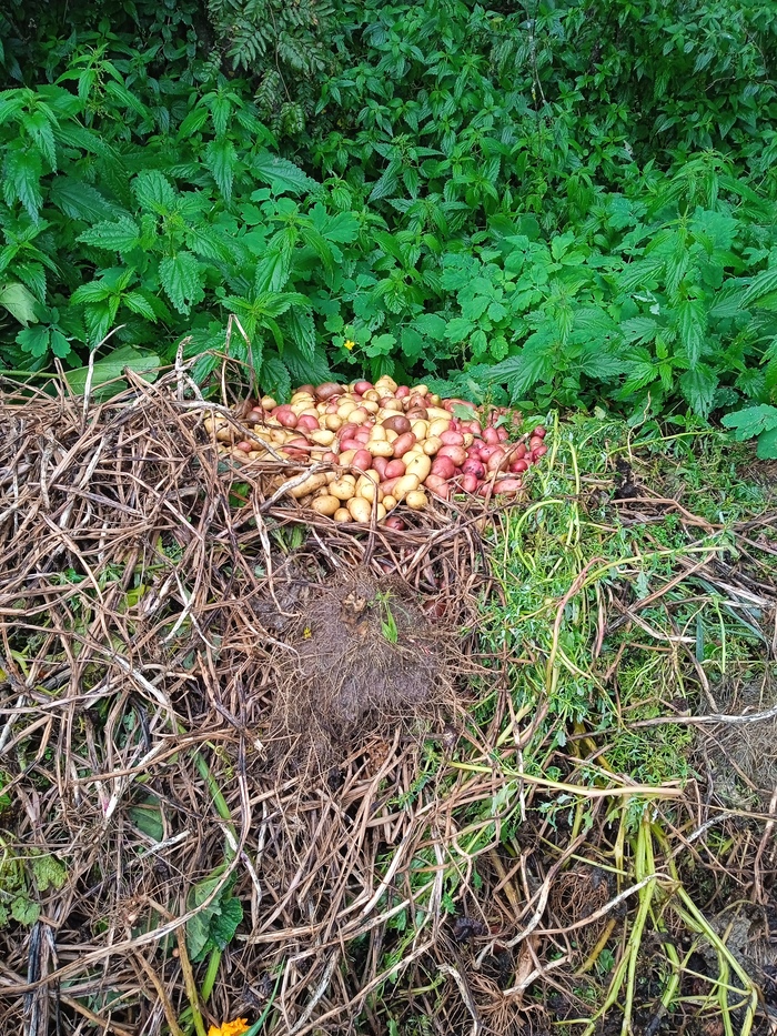 Картофель