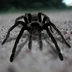 Tarantula68