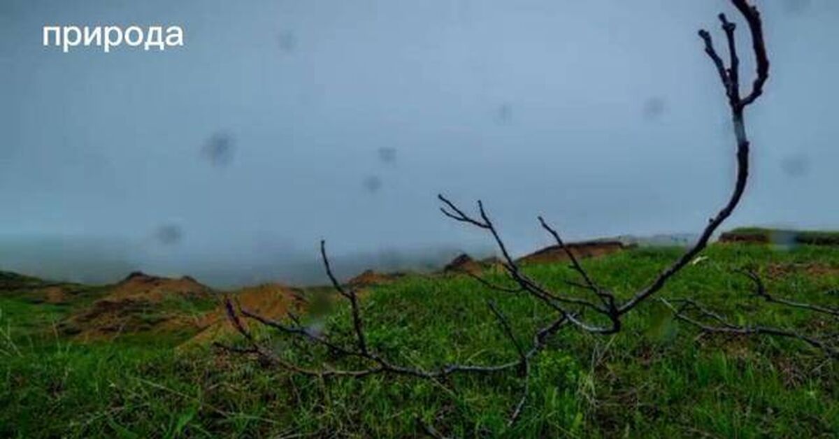 Beautiful places - wildlife, Nature, beauty, The mountains, Fog, Tree, Video, Rutube, Short videos