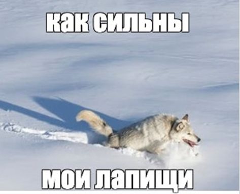 Волк, проснись, это не снег...