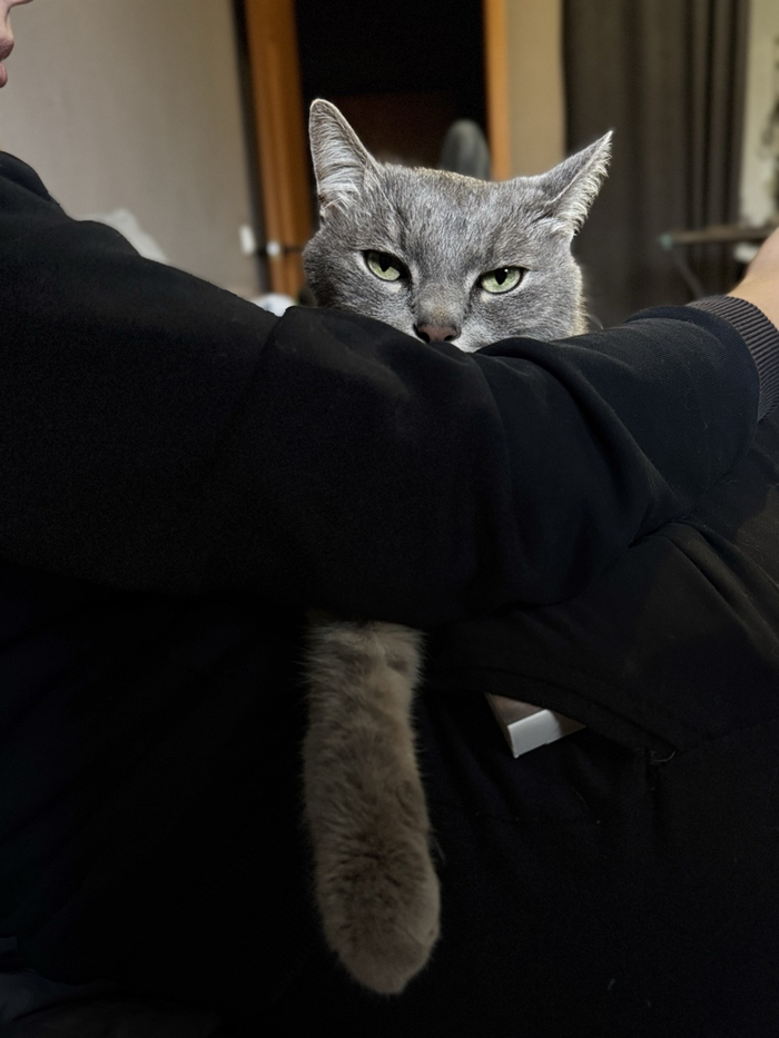Котик Семён сидит на ручках