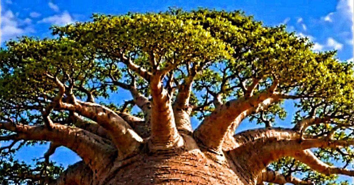 Tree of Life - My, Neural Network Content, Short videos, Vertical video, Tree, Plants, Water, Nature, Video, Rutube, Longpost