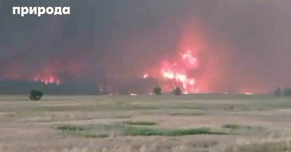Forest fire - Forest fires, Fire, Fire, Forest, Video, Rutube, Short videos