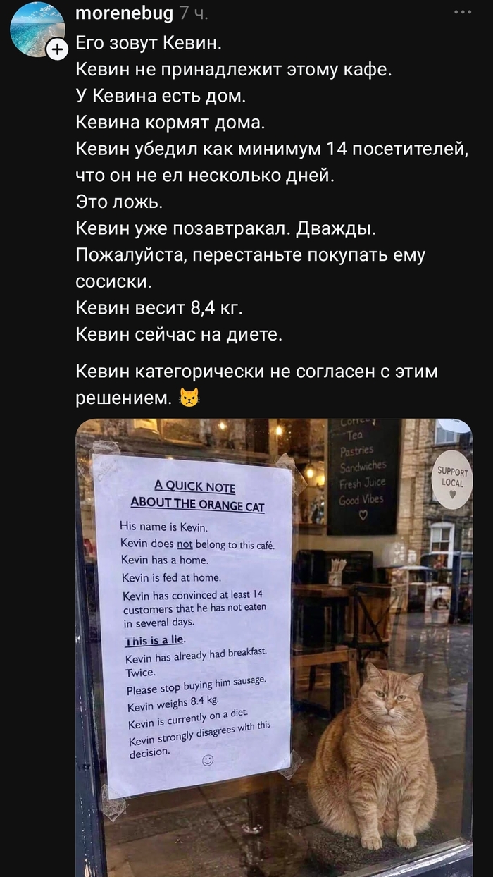 Талантливый котик
