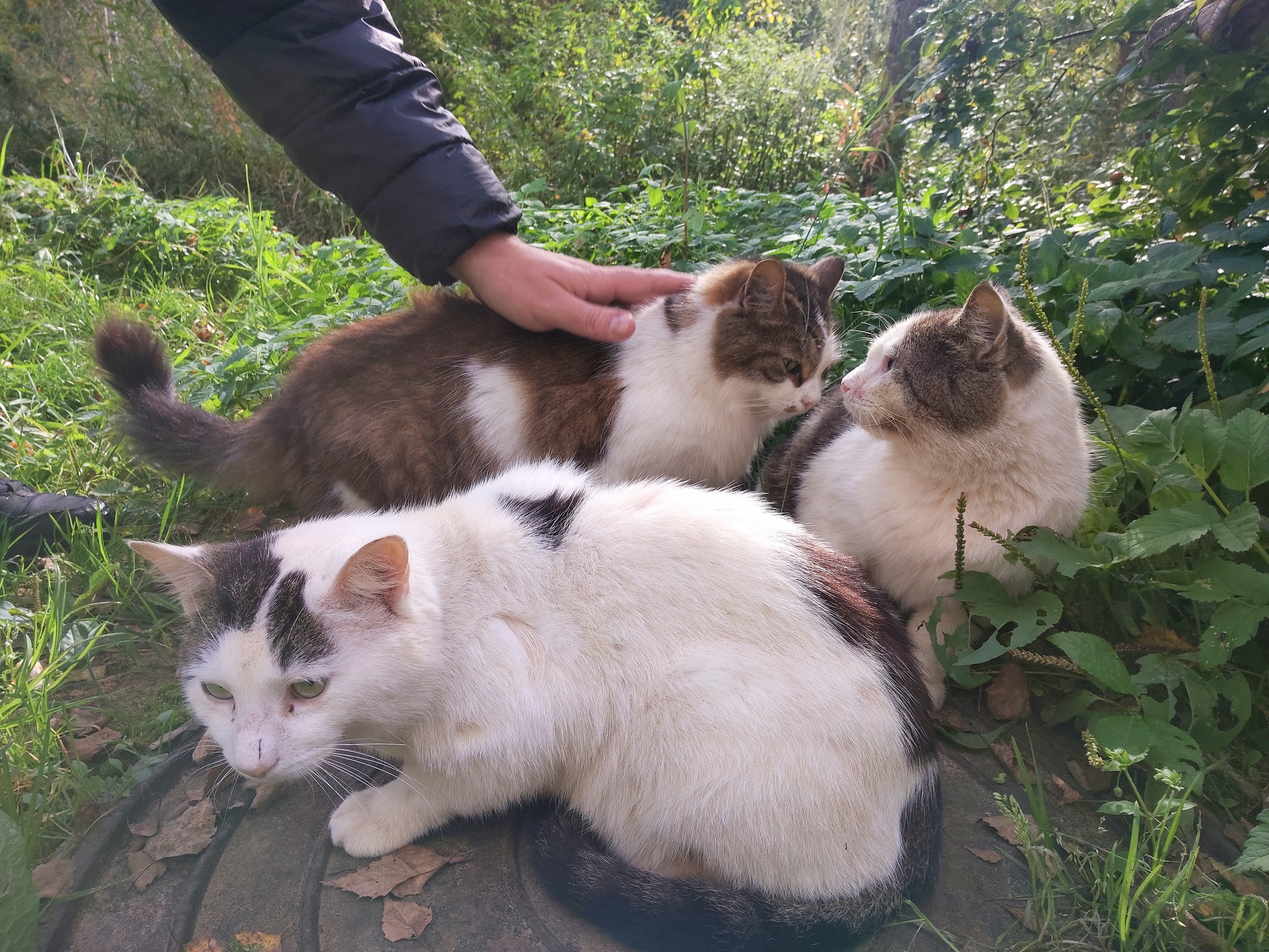 Love and feed! A suburban pride of furry gluttons visited (For those who want to help with cat feeding, donations are available under the post). - My, Animals, cat, Milota, Homeless animals, Fat cats, Purring, Video, Short videos, Longpost