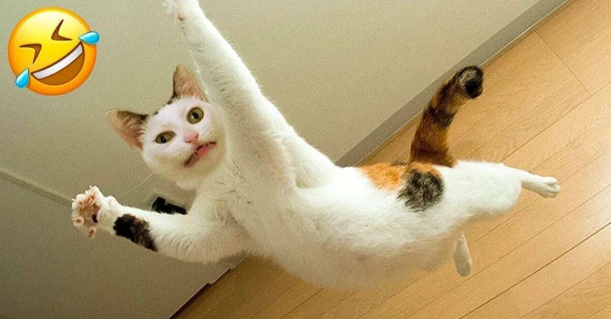 Funny and amusing animals))) - Rutube, cat, Dog, Animals, Pets, Cat lovers, Dog lovers, Video
