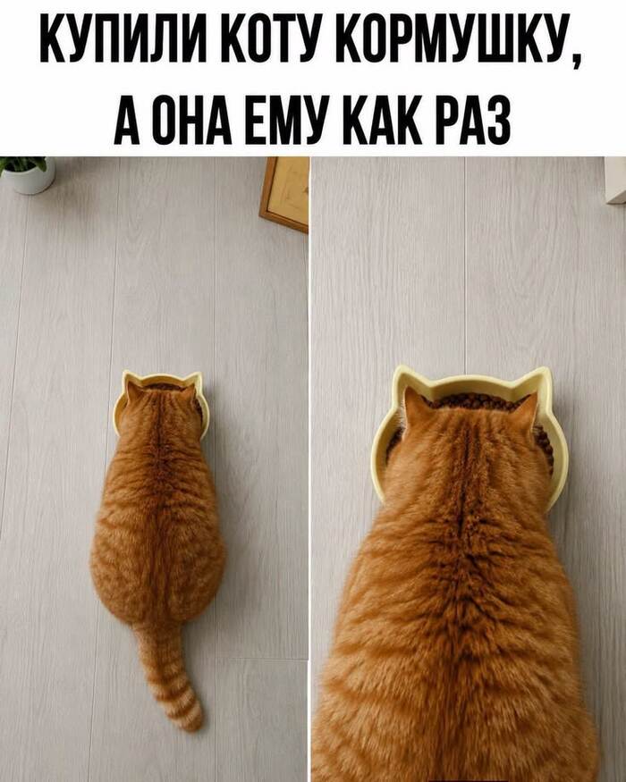 Котик люпви и пюрократы