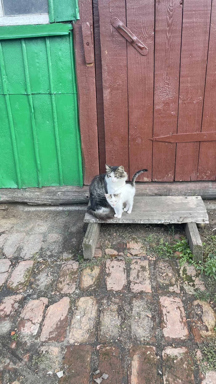 Куда без котеек