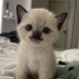 Mikikiy