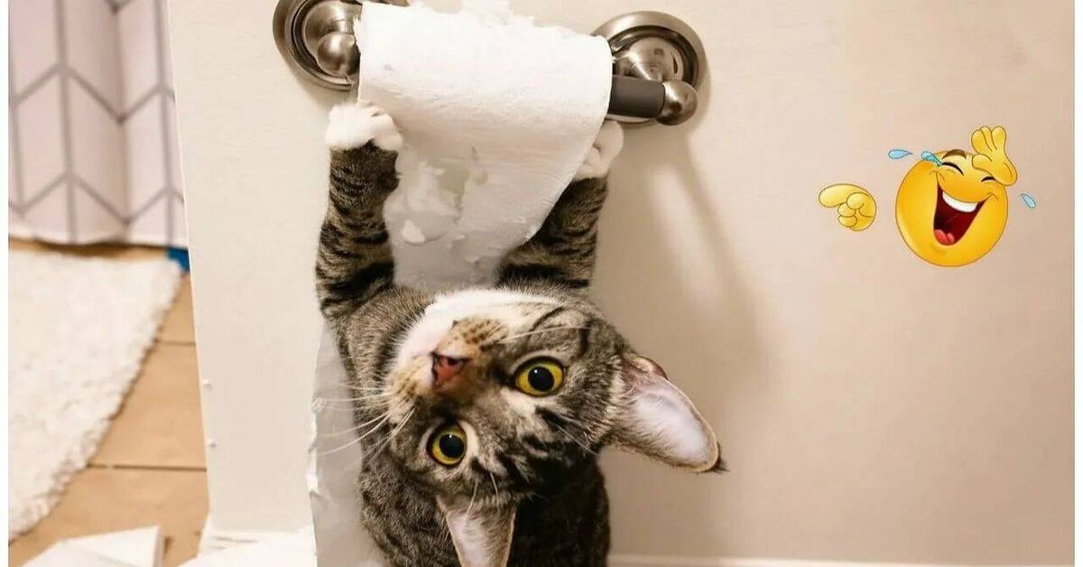 Funny and amusing animals))) - Rutube, Pets, Video, Animals, cat