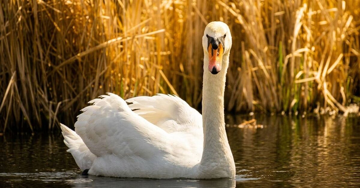Swan - My, In contact with, Video VK, Swans, Birds, Bird watching, Ornithology, Video
