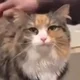 Аватар пользователя koshkagarmoshka