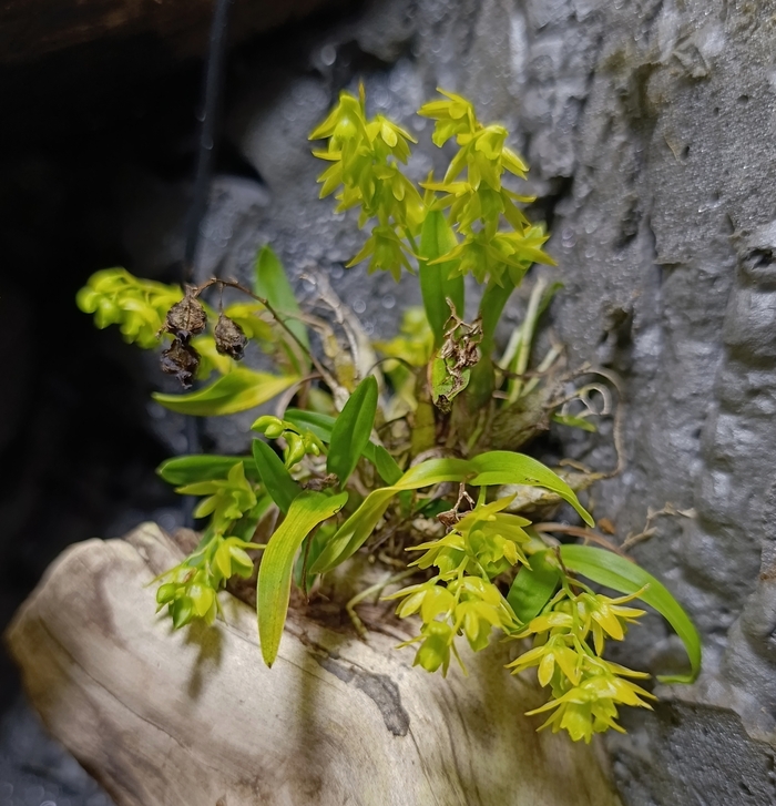 Dendrobium kanburiense