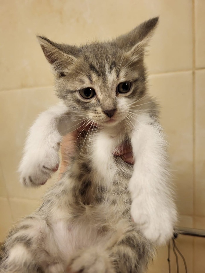 Кошка