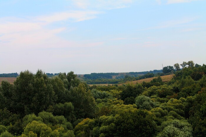 Лес