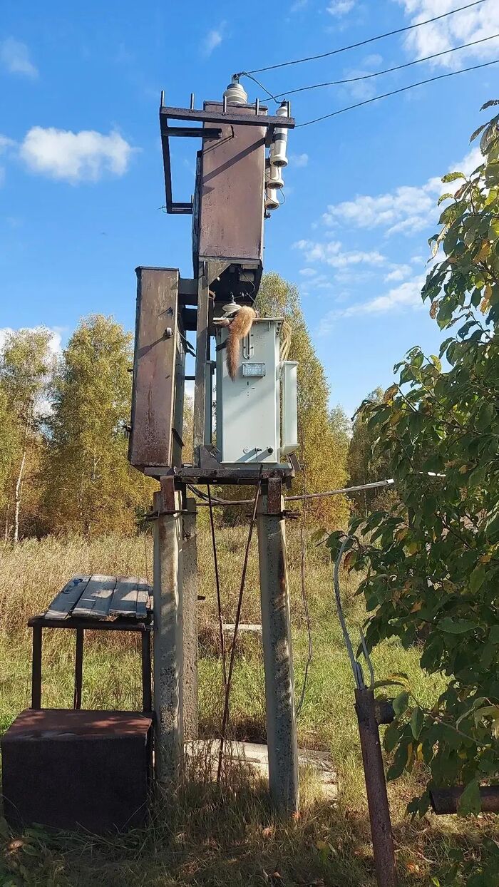 В садоводстве на Алтае пропал свет, электрик пошёл проверять, оказалось лису убило током, возможно там было гнездо