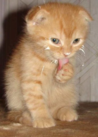 Мем сделаем? Кот мой)