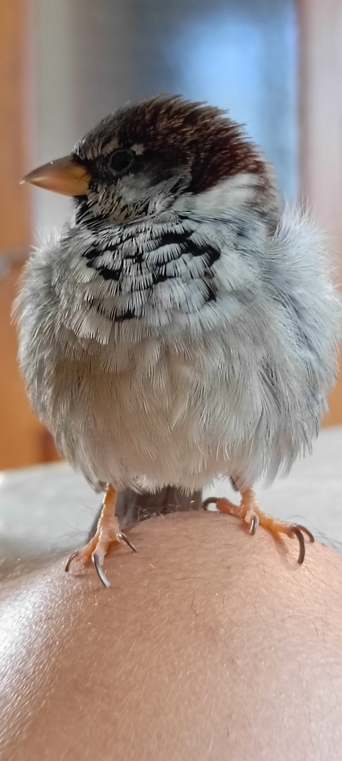 � ��� ���