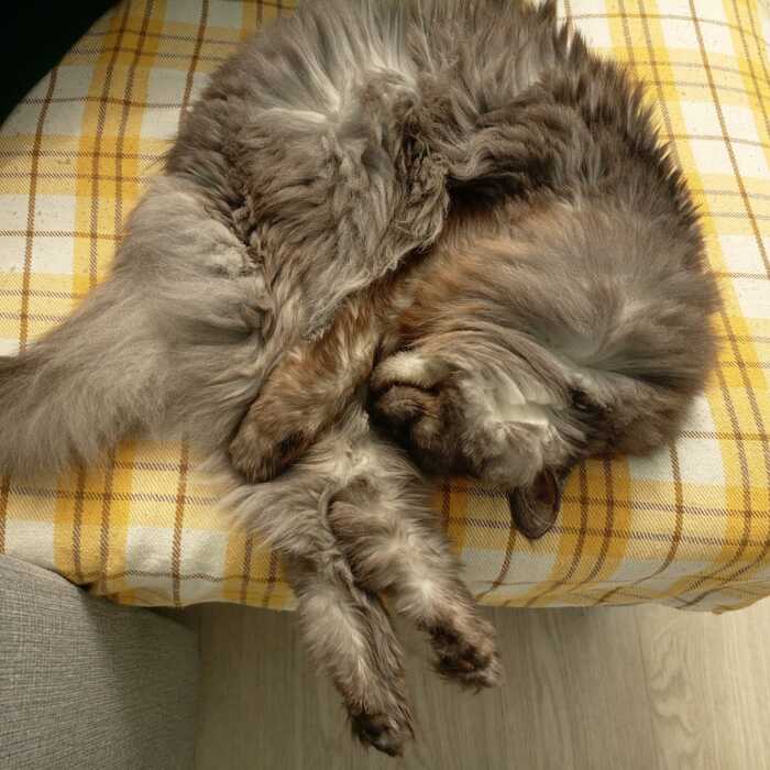 Кот креветка 🍤